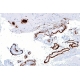 Canine Amyloid-Beta ELISA Kits (1-40).  Part No. c2ABETA1-40-ELISA ,  kw. beta amyloid, ABeta, AB